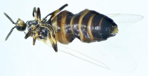 Réf. 296 309 : Scatopse notata